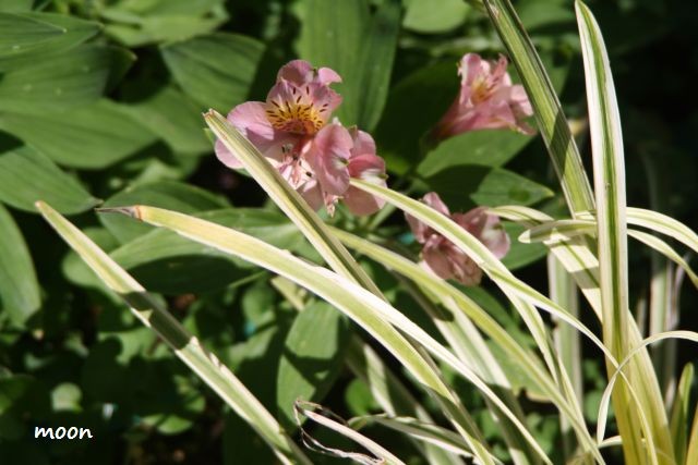 alstroemeria